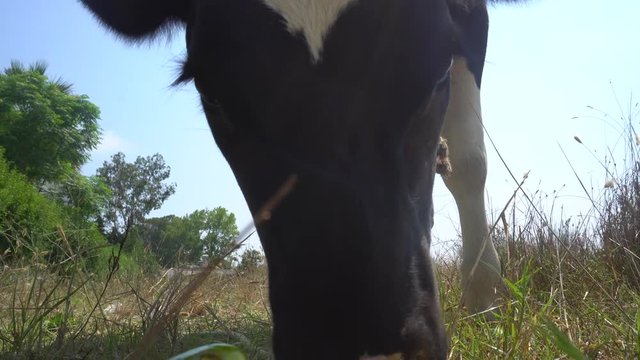 Close Up Of Cow