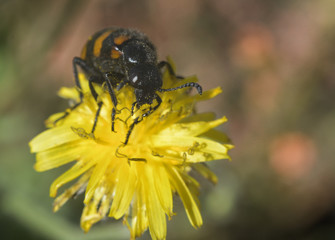 macro shot insect on bug in green background, pink flowers and yellow flowers