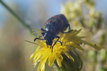 macro shot insect on bug in green background, pink flowers and yellow flowers