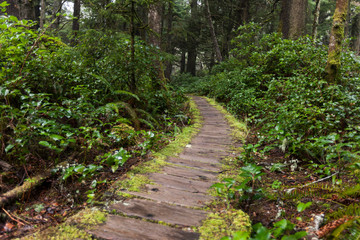 Boardwalk PNW rainforest