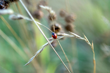 Fototapeta premium biedronka na uchu w jesiennym polu. owad na tle trawy polnej.