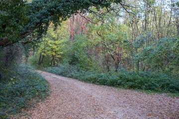 Waldweg