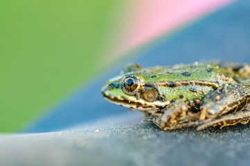 frog closeup