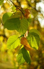 utumn colored background, green and yellow leaves of oak and beech in autumn.