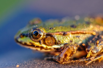 frog closeup