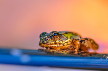 frog closeup