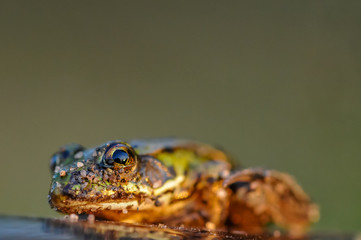 frog closeup