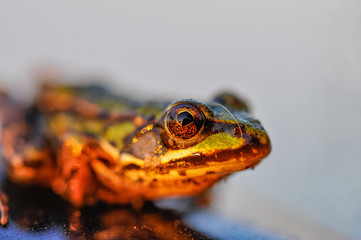 frog closeup