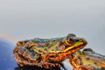 frog closeup