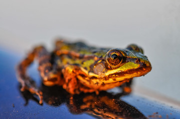 frog closeup
