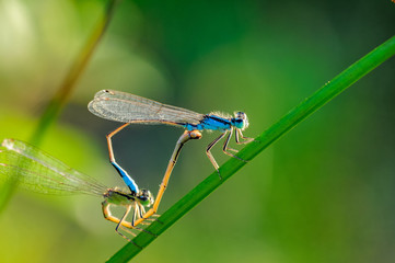 damselfly during mating