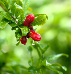 Blossoming pomegranate tree