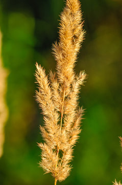 Calamagrostis arundinacea field grass