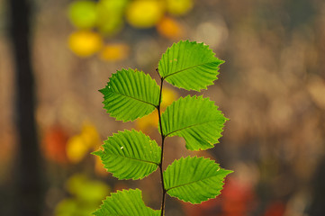 green leaves of alder tree