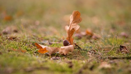 utumn colored background, green and yellow leaves of oak and beech in autumn.