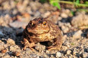 toad closeup