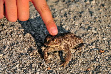 frog and finger