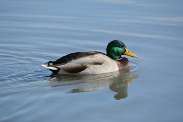 Mallard Duck on water
