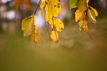 utumn colored background, green and yellow leaves of oak and beech in autumn.