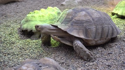 Two African spurred tortoises playing in sand