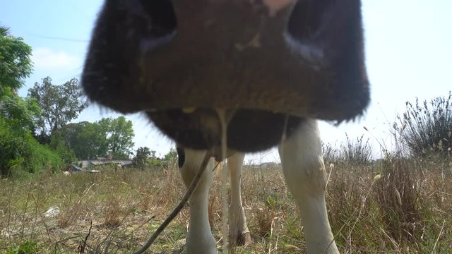 Close Up Of Cow