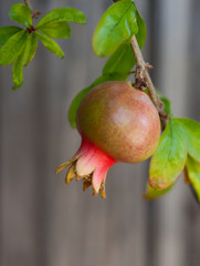 Ripe fruit hanging on a pomegranate tree