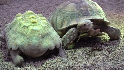 Two African spurred tortoises walking in sand
