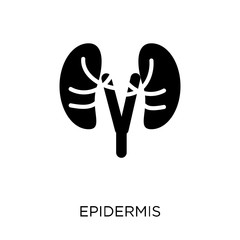Epidermis icon. Epidermis symbol design from Health and medical collection.