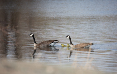 Obraz premium Canada goose family