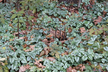 tiny green leaves in forest (Hostas?)