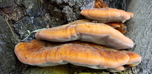 Hongos saliendo de la corteza de un árbol 
