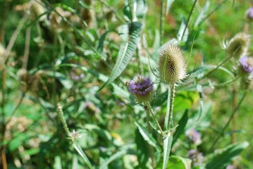 Some flowers in Belper surroundings