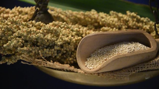 Sorghum vulgare Saggina sorgo great millet Saggina ft71080349 ذرة بيضاء video zah&iacute;na movie Sirak metla&scaron; Сорго двуцветное モロコシ 
