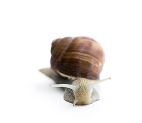Garden snail isolated on white