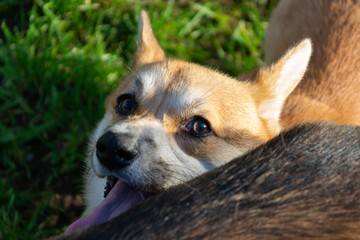 Young energetic corgi pembroke playing with a dog on the field. Merry fuss in the fresh air. Correction of behavior, dog training