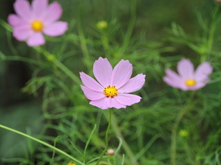 flor rosada en campo de flores