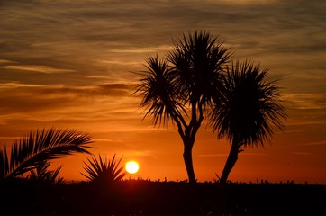 Fototapeta na wymiar Lever de soleil devant les palmiers