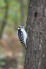 Downy Woodpecker on tree