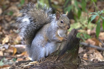 Naklejka na ściany i meble Gray Squirrel in forest