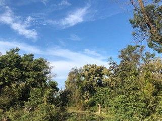 Obraz premium African Forest