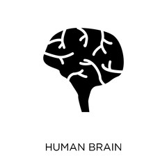 Human Brain icon. Human Brain symbol design from Human Body Parts collection. Simple element vector illustration. Can be used in web and mobile.