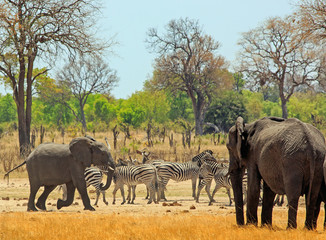 Fototapeta premium Herd of elephant and zebras next to a waterhole in Makololo Camp, with a natural bush background and clear bluse sky - Hwange National Park, Zimbabwe