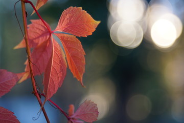 Autumn colored yellow red leaves with blur bokeh background. 