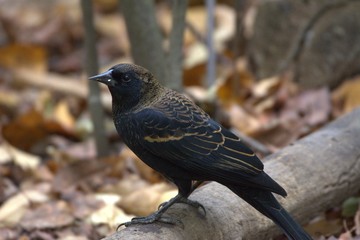 Red Winged Blackbird
