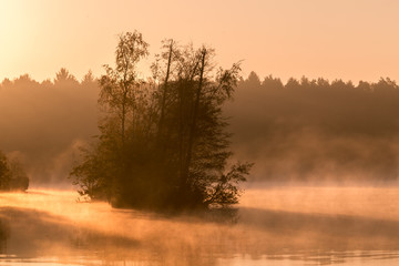 Naklejka premium Group of trees in misty lake / Nebliger Morgen über dem Wasser