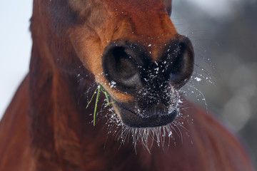 Pferdemaul mit Schnee