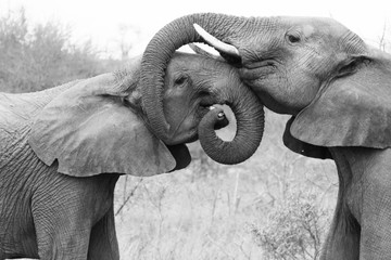 Olifanten die elkaar omhelzen en voor elkaar zorgen. Liefde tonen in het Timbavati Game Reserve, Zuid-Afrika.