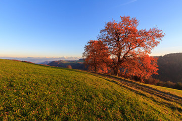 Red autumn tree and path at sunset with the Bernese Alps in the background.