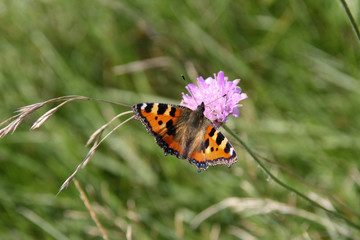 Mariposa de alegres colores