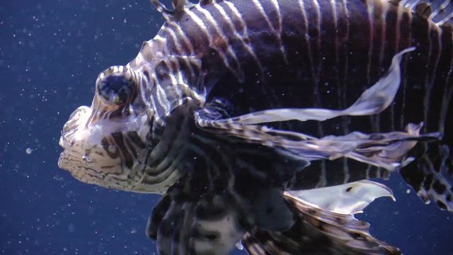 Rotfeuerfisch